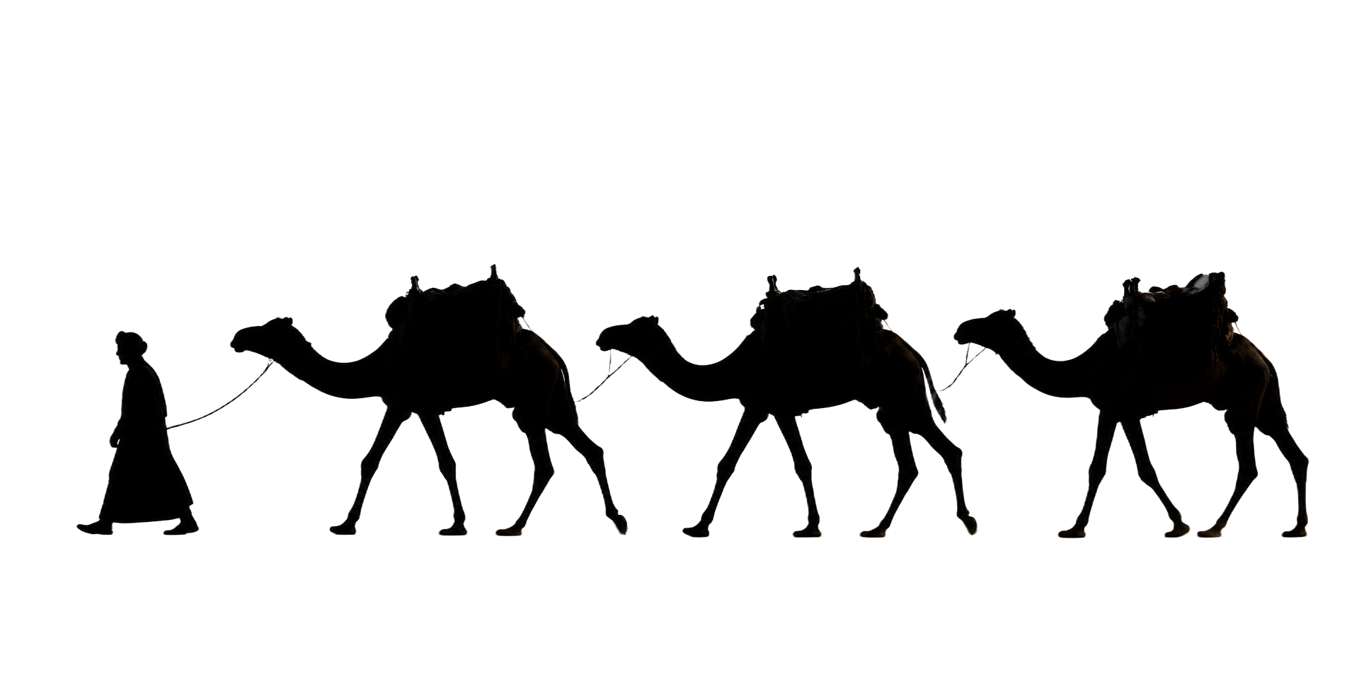 Camel caravan crossing the dunes